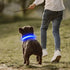 YFbrite Full Adjustable LED Dog Collar, Reflective Light Up Collar for All Dogs Safety (Medium, Blue-2)