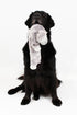 Midlee Hippo Stuffingless Dog Toy - 21"