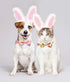 Easter Day Dog Collar with Bow Tie - Holiday Bunny Carrot Collar for Small Medium Large Dogs (Hoppy Hour/Pink, Medium)
