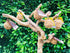 Nutties Coconut Husk Fiber Ball Toy and Magic Toothbrush for Dogs - Large Size (2 Sizes)