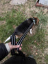TRUE LOVE TLL2111 Reflective Dog Leash, Padded Puppy Walking Lead, 200cm Length, Black, M