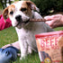 Happy Howie's Natural Dog Treats - Healthy Real Beef Sausage Links, Made in The USA, Hormone Free - 13 Pack