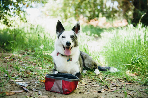 ZippyPaws Adventure Dog Bowl - Graphite Color