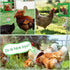Dplolng Chicken Mirror Toys with Bells, Hanging Swing Mirror, Wooden Pecking Toy, Beak Grinding Molar Stones for Hens
