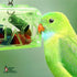 Large or Small Treasure Chest, Perfect Bird Cage Toy, Colorful, Safe, Easy to Install