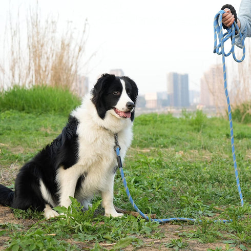 NTR Long Dog Leash 50 FT, Rope Leash with Swivel Lockable Hook, Reflective, for Medium and Large Dogs, Blue