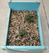 Natural Decorative River Rock Stones, Polished Mixed Pebbles Gravel for Aquariums, Landscaping, Vase Fillers (2.5 LB)