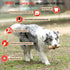Willjoy 2-Pack Tough Dog Toys for Aggressive Chewers, Pine Wood and Nylon for Large Dogs