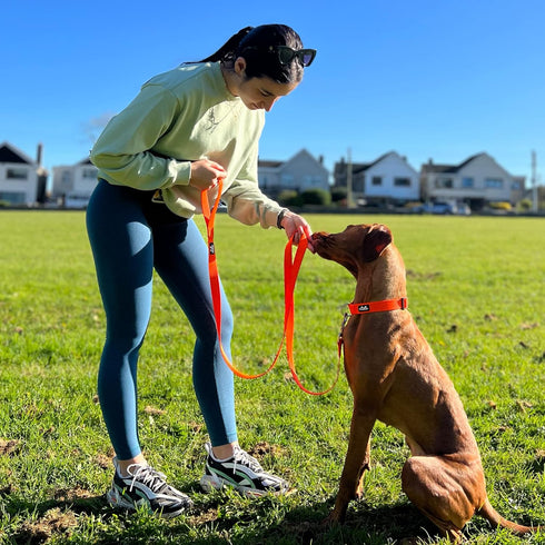 TwoEar 6FT Reflective Dog Leash, Comfortable Soft Padded Handle, Heavy Duty Nylon for Small Medium Large Dogs, Orange