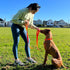 TwoEar 6FT Reflective Dog Leash, Comfortable Soft Padded Handle, Heavy Duty Nylon for Small Medium Large Dogs, Orange