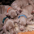 Okuna Outpost 16 Pack Adjustable Breakaway Puppy Collars for Small Pets, Soft Nylon Whelping Collars, 16 Rainbow