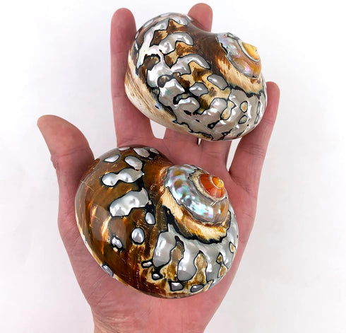 Heyiwell 2PC 3"~3.5" Inch African Sarmaticus Turbo Shells,Hermit Crab Shell &Turbo Shells Hermit Crab Supplies