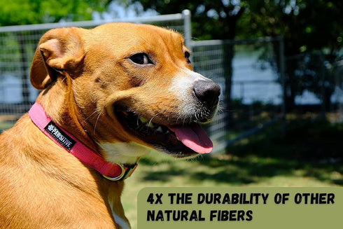Hemp Dog Collar, Hypoallergenic Padded Adjustable Collar for Small, Medium, and Large Dogs, Small Red