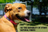 Hemp Dog Collar, Hypoallergenic Padded Adjustable Collar for Small, Medium, and Large Dogs, Small Red