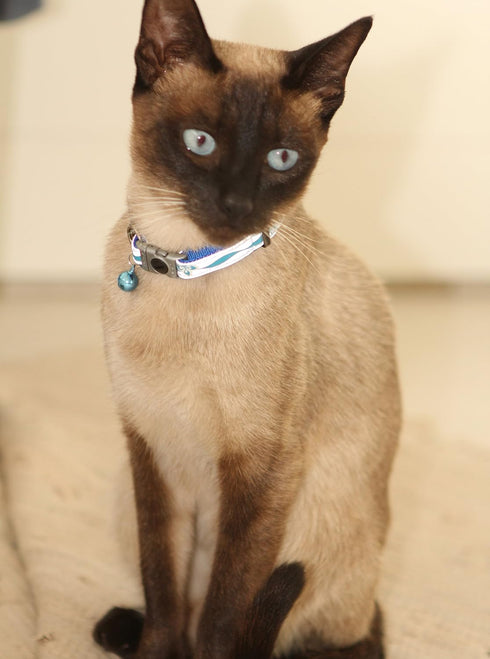 Rogz Reflective Cat Collar, Black Paw Design, Breakaway Clip, Removable Bell, Adjustable for Most Breeds
