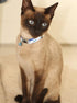 Rogz Reflective Cat Collar, Black Paw Design, Breakaway Clip, Removable Bell, Adjustable for Most Breeds