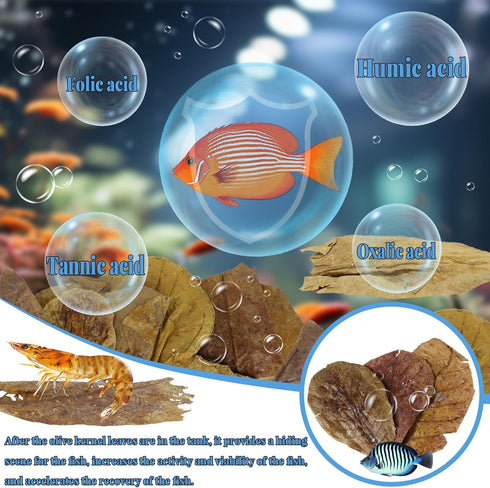 50 Pcs Catappa Leaves for Fish, 5-8 Inch Indian Almond Leaves, Water Conditioner for Aquarium Shrimp Tank Decorations
