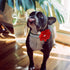 Pet Artist Cute Girl Rhinestone Suede Dog Collar, Soft Flower Bling Collar for Small Dogs Cats, Black Collar, S: Neck
