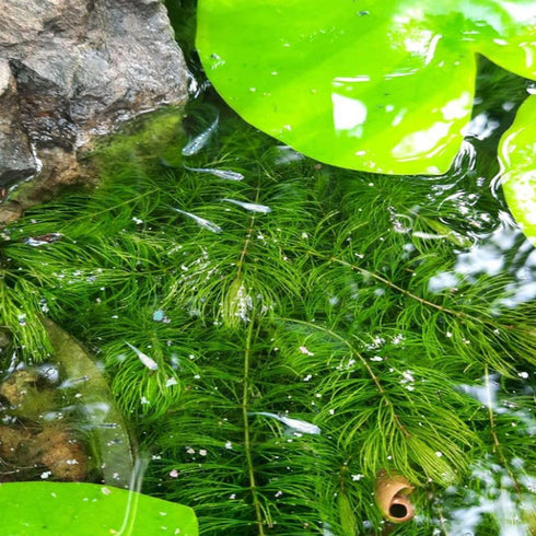 Generic Bacopa Monnieri and Hornwort Aquarium Plant Bundle- Live Freshwater Plant for Aquascaping, Low Maintenance