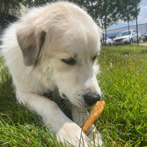 Best Bully Sticks Chicken Breast Dehydrated Dog Treats, 8 oz, All Natural High Protein Jerky Chews