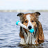 Messy Mutts Totally Pooched Chew n' Squeak Stick, Small 8.5” Durable TPR Dog Toy with Squeaker, Grey/Teal