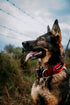 Boss Dog Tactical Collar, Red, Large