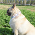 Metal Buckle Dog Collar, Durable Adjustable Soft Collar for Small Medium Large Dogs (L (15-23in), Flower2)