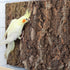 2 Pack 12 8 Inch 100% x Natural Cork Perch, Bird Cork Seat Boards, Birdcage Bark Decor Accessories for Birds Parakeets