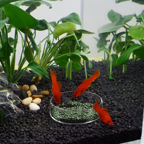 WEAVERBIRD 60mm Aquarium Shrimp Feeder Dish, Round Clear Glass Feeding Bowls for Fish Tank