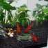 WEAVERBIRD 60mm Aquarium Shrimp Feeder Dish, Round Clear Glass Feeding Bowls for Fish Tank