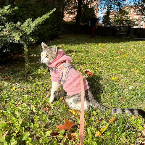 Dog Harness and Leash Set, No Pull Adjustable Reflective Pet Harness for Small Medium Dogs, Step in Vest Harness Easy Walk Dog Harness Outdoor Hiking Training for Small Medium Dogs, Cats(Pink, S)
