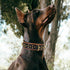 Spike Dog Collar | Spiky Series | Premium Genuine Bridle Leather, Heavy Duty, Padded for Medium, Large, XL Breeds