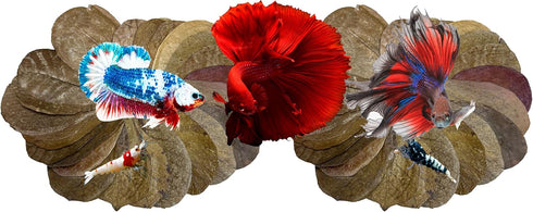 Awesome Aquatic Betta & Shrimp Leaves, 50 Premium Catappa Indian Almond Leaves, Natural Habitat Tannin