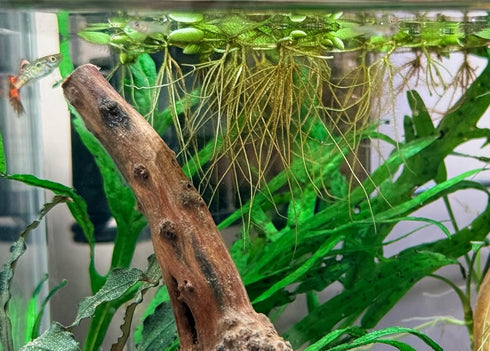 Aquarium Plant Center (12 60+ Water Spangle, Salvinia Minima, Live Aquarium/Aquatic/Freshwater/Floating/Pond