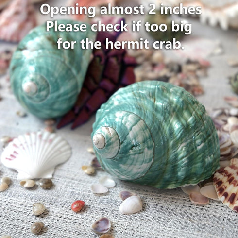 2pcs 1.8-2", (2pcs Big Hermit Crab Shells, XL Size Large Conch Opening Natural Sea Turbo Seashells for Hermit Crab