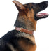 Leather Dog Collar for Small Medium Large Dogs, Soft Waterproof Padded Puppy Collars