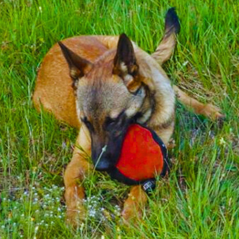Dingo Gear Dog Tug Ball 6" - Strong Tugger, Bite Training, IGP, K9, Fun (Red S02781)