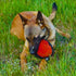 Dingo Gear Dog Tug Ball 6" - Strong Tugger, Bite Training, IGP, K9, Fun (Red S02781)