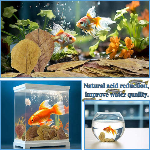 50 Pcs Catappa Leaves for Fish, 5-8 Inch Indian Almond Leaves, Water Conditioner for Aquarium Shrimp Tank Decorations
