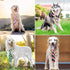 Segarty Adjustable 50 PCS Dog Ties, Neckties and Bows for Medium Large Dog Festival Formal Grooming Accessories