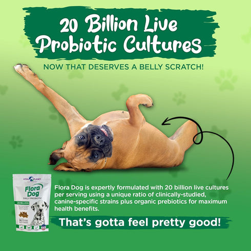 Vital Planet Flora Dog Probiotics, 30 Natural Bacon Flavored Chews with 20 Billion Cultures, Immune Support