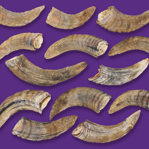 Icelandic+ Lamb Horn with Marrow - Small 4-5.5" Dog Chew, All-Natural Edible Treat for Puppies and Small Dogs