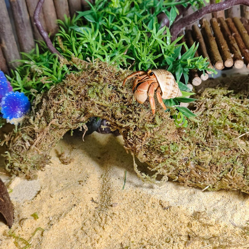 Hammock,Reptile Hermit Crab Accessories, Hermit Crab Climbing Toys,Flexible Moss Pole with Coconut Shell Hideout Hut