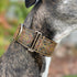 Martingale Dog Collar and Leash Set 2" Wide for Greyhound Saluki Whippet and Similar Breeds (L 14-18)