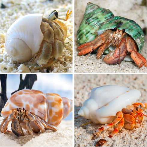 16PCS Medium Small Hermit Crab Shells, Sea Conch Size 1.1" - 2.4" for Natural Hermit Crab Supplies