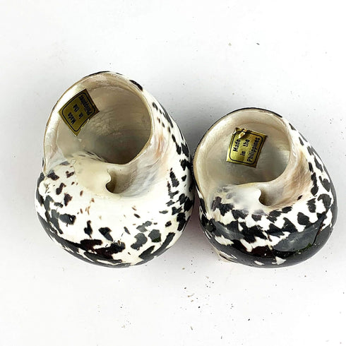 Worlds 2pc 2" Inch-2-3/4 Inch Turbo Shells,Polished Meg Pie Hermit Crab Shells