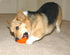 Starmark Everlasting Treat Bento Ball - Tough Dog Chew Toy, Small