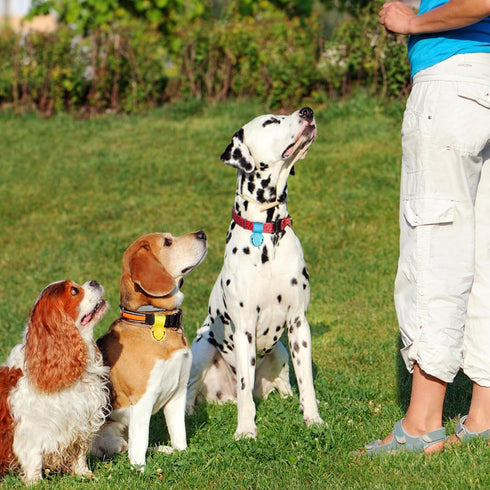 SCENEREAL Large Dog Collar Bell - 2 Pack Extra Loud Noise Maker for Training, Hiking, Walking, Hunting