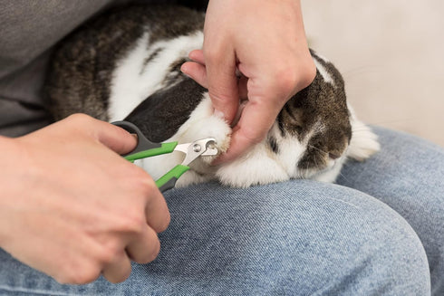 TRIXIE Pet Grooming Nail Clippers for Small Dogs, Cats, Small Animals, and Birds, 3" (8cm)