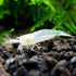 100% (3 Aquatic Arts Snow Amano Shrimp Live Freshwater Algae-Eater (Caridina multidentata) | Hardy & Tank-Bred |